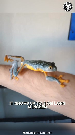 10K views · 543 reactions | Fringed Leaf Frog  This Frog Looks PAINTED! Bright green skin with orange and blue patterns. It glides through the rainforest at night. So perfect it’s hard to believe it’s real. #fringedleaffrog #wildlife #animalfacts #1minuteanimals | 1 Minute Animals | Facebook