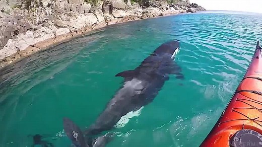 Tauranga local Nathan Pettigrew, who has a marine mammal permit, showcases his unique experiences with New Zealand marine life. | nzherald.co.nz