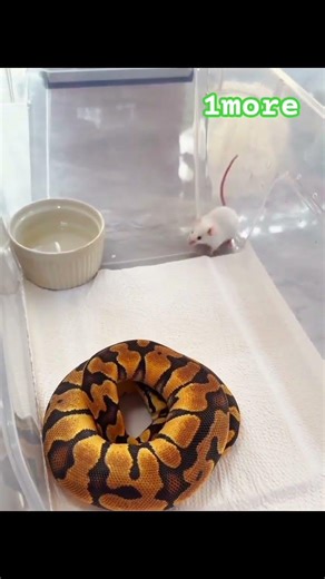 python feeded mouse 🐁