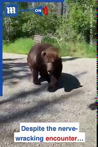 163K views · 1.4K reactions | I'd run a mile if I saw this HUGE bear!  via storyful | Daily Mail Video | Facebook