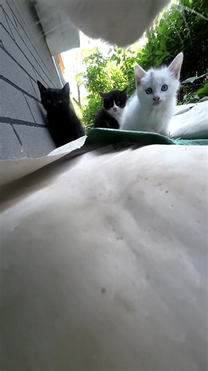 Maxwell Inspects His Friendly Cat Territory