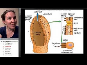 Poriferans (Biology Course)