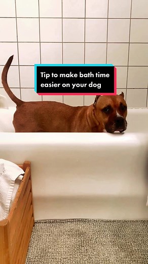 Easy Bath Tips for Dogs Who Hate Baths