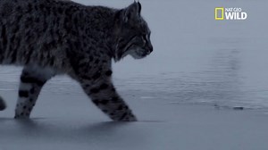 111K views · 3K reactions | Le lynx roux est moins adapté à la neige que le lynx du Canada mais il compense par une détermination sans faille. Il peut suivre ses proies pendant 3 heures avant de leur donner le coup de grâce... #BigCatWeek | Nat Geo Wild France | Facebook