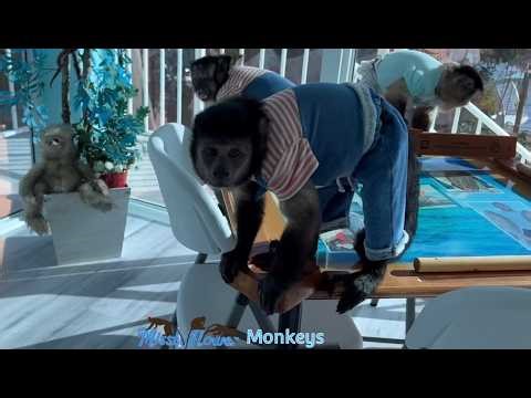 Monkeys fight with sloth 🦥