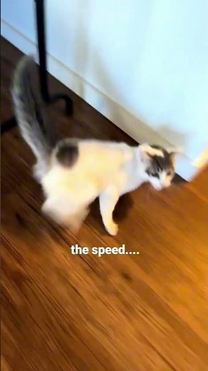 Cat Overload Mode Activated 😂