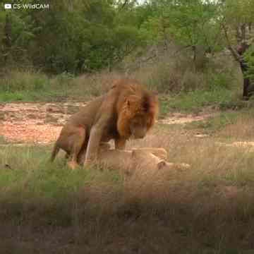 A pair of lions mate over 100 times a day