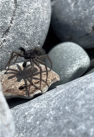 Beach Spider aka Wolf Spider doing his mating dance for a “pretty lady” spider hiding under the rocks #wolfspider #spidersoftiktok #beachspider #newfoundland #stjohns