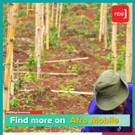 VIDEO: Diseases of Passion fruit include: The black spot, The brown spot, The black fungal and the back fall. These diseases prevent you from having a healthy passion fruit. - Faith Nakimera. #NBSAgriBusiness #NBSUpdates | NBS Television