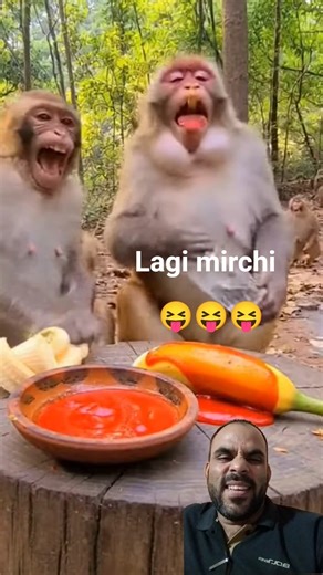 Monkey funny wity chilli #funny #shortsfeed