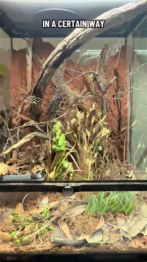 Naturalistic Breeding Setup for Marbled Velvet Geckos