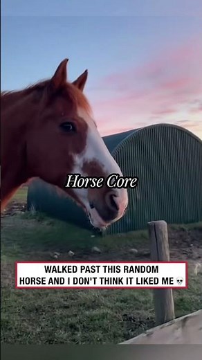 Horse Core #HorseCore #FunnyHorses #HorseFails #GoofyAnimals #FunnyAnimals #CoreContent