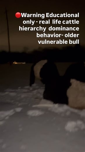 🔴Warning‼️ Cattle dominance hierarchary behavior. What I did on this cold night was necessary and reflects ethical animal husbandry. People may flinch, but as a caretaker it’s my responsibility to protect all of my animals. This important video is shared for the reality of real animal behavior and the responsibility as a farmer to protect his animals. ❤️ Bulls establish dominance and it can be dangerous to other bulls as equally dangerous to the caretaker. They establish dominance through force