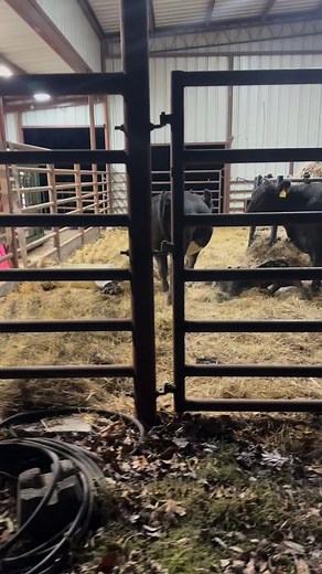 We have a new calf!! Heifer calf by our Bull , Justice out of TJ63H out of Camp Campbell E737! Which is your favorite black or baldy”s | Running Springs QH & Cattle Co