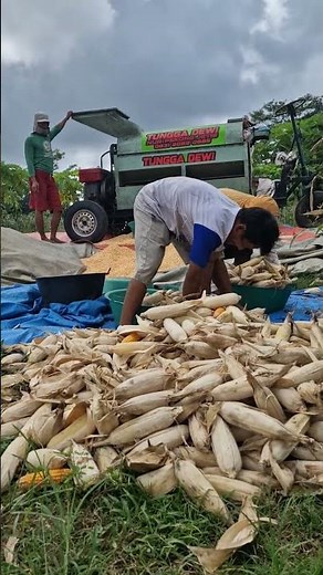Corn kernel shelling process using modern tools -Agriculture farming #shorts