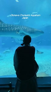 2.7K views · 200 reactions | Okinawa Churaumi Aquarium พิพิธภัณฑ์สัตว์น้ำที่ใหญ่ที่สุดในประเทศญี่ปุ่นรวบรวมสัตว์กว่า 70 ชนิด ที่ใครๆก็ต้องแวะมาดูน้องฉลามวาฬขนาดใหญ่ และดูโชว์โลมา #Okinawa #พิมซีพีเค #pimcpk | Pim CPK | Facebook