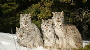 Let's get to know Canada's big cats - The Weather Network