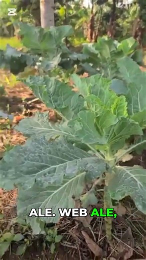 Speak Like a Local! Essential Luganda Phrases