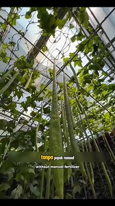 Teknologi Pertanian China Bikin Geleng Kepala! #FaktaPertanian #TeknologiPertanian #InspirasiBerkebun #TanamanUnik #PertanianModern | Liimon Gardening