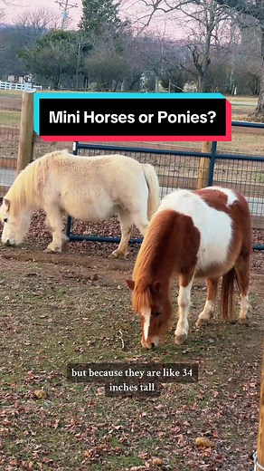Miniature Horses vs Ponies: Understanding the Key Differences