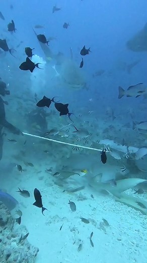 54K views · 704 reactions | Tthe Cathedral Shark Dive 麗 Beqa Lagoon Resort #blr #beqa #fiji | Beqa Lagoon Resort | Facebook