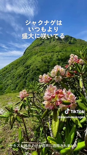 日光白根山の花盛りとライブカメラ