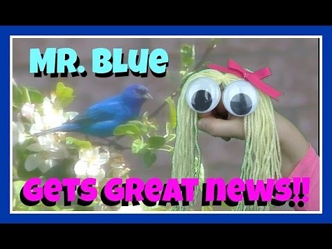 FUNNY HAND PUPPET SHOW FOR CHILDREN -FUNNY PUPPET SHOWS FOR KIDS - MR. BLUE BIRD GETS GREAT NEWS! -