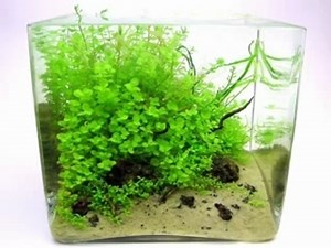 test 2 - time morphing - planted cube