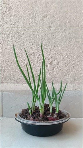 Spring onion harvest #balconygarden #notcuteanymoresong
