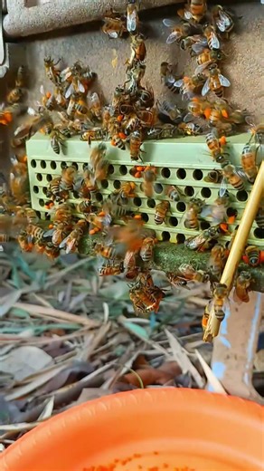 Hive Door Shows Natural Bee Routine #beekeeping #honeybeesting #bee #honey #beekeeper