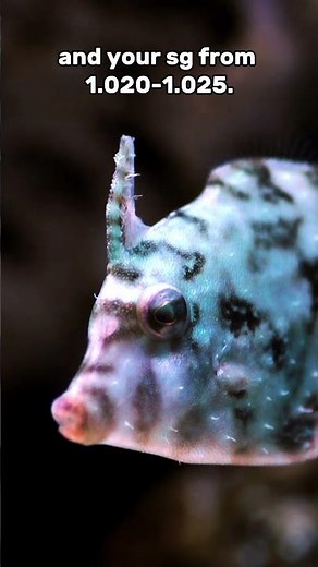 Aiptasia Eating Filefish Care Quick Guide! #fish #liveaquaria #aquariumcommunity #aquarium
