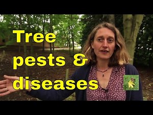 Tree pests and diseases UK