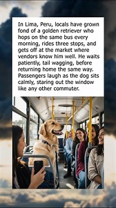 28K views · 541 reactions | The Commuter Pup Everyone Knows | To Catch a Cheater | Facebook
