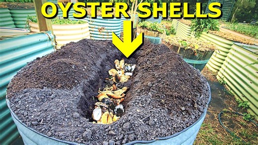 What happens when you bury oyster shells in your garden? Amazing raised bed results!