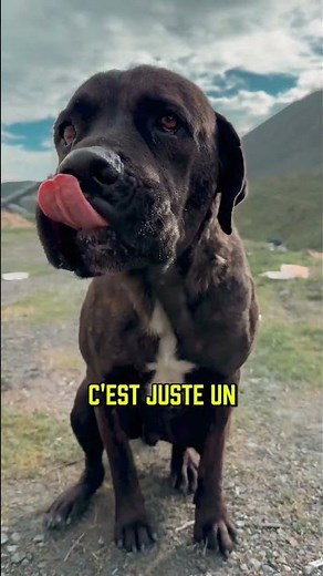 La VRAIE Raison pour Laquelle ton Chien te Lèche #chien