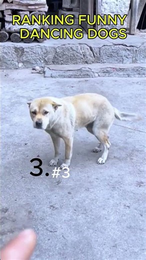 ''These Dogs Can Dance Better Than Humans 🐶💃” #funny short #viral #dancingdog