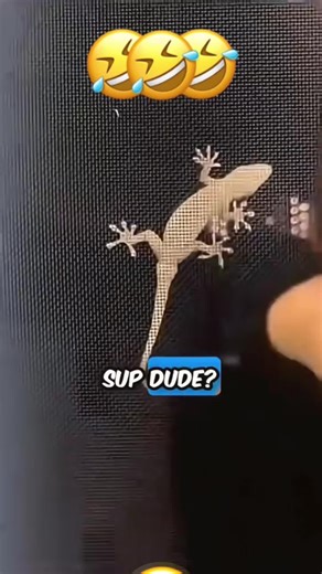 Funny Voices Over Animals Compilation #funny #voiceover #animals #petsoftiktok #funnyanimals