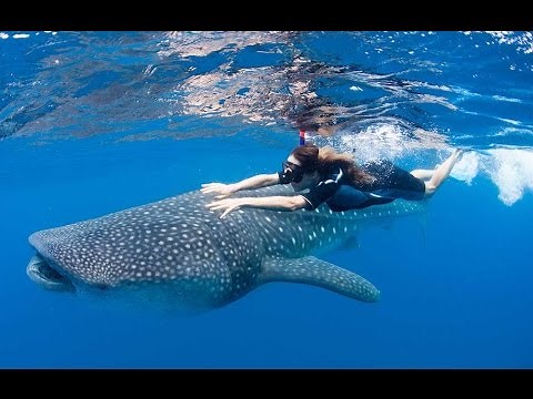 Swimming With Whale Sharks Like A Boss