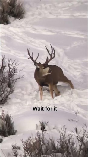 Mule deer dropping its antler!