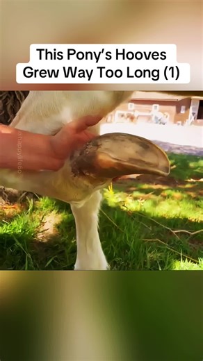 Horse Hoof Care: How to Trim Overgrown Hooves