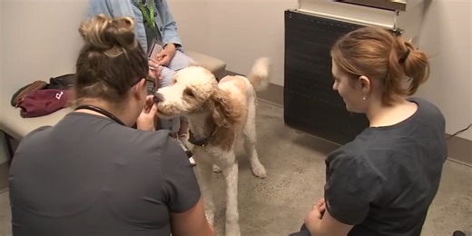 Veterinary clinic opens for low-income families in SW Washington
