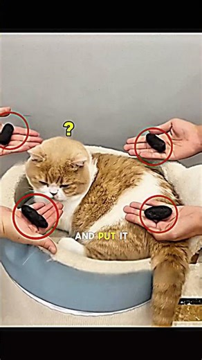 Fake Poop prank on Cat 😂♥️ #shorts