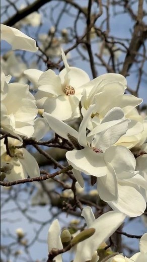 Spring Awakening: Magnolias in Full Bloom 🌸✨
