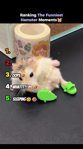 Ranking The Funniest Hamster Moments🐹🤣 #shorts #hamster #hamsters #funnyanimals