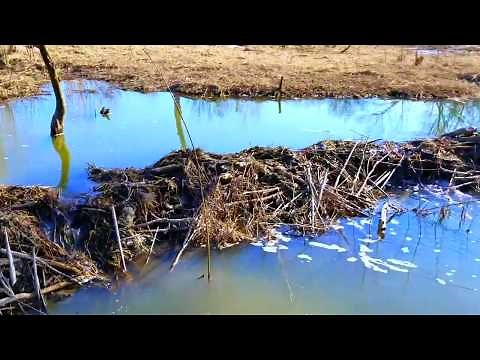 Using Excavator to Remove Beaver Dams