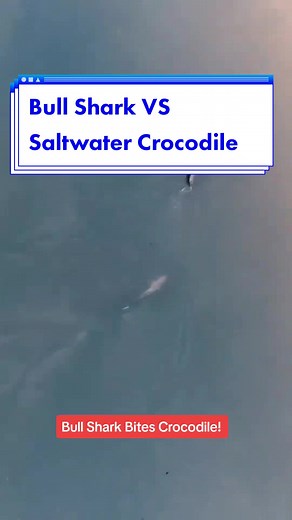 Bull Shark charging and biting a huge saltwater Crocodile! #shark #crocodile #croc #sharks #bullshark #crocs #saltwater #australia
