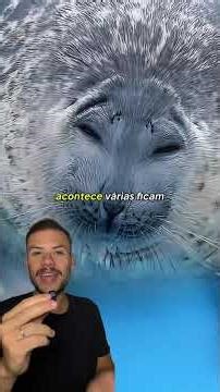 The seals started acting strangely after they noticed the humans.
