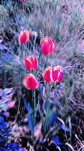Foto colaj cu lale frumoase #nature #gradinarit