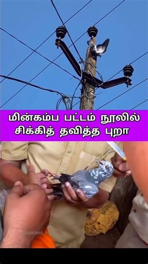 Pigeon caught in a wire on an electric pole 🐦