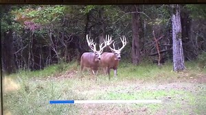 493K views · 5.1K reactions | Affordable whitetail hunts for giant bucks! 270-705-4992 | Wildforest Whitetails | Facebook